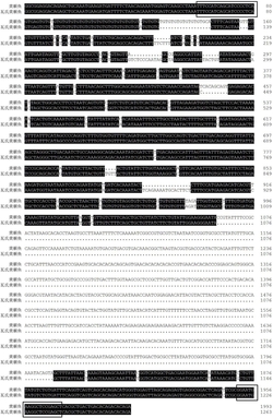 快速鉴定黄颡鱼、瓦式黄颡鱼和杂交黄颡鱼的引物及其鉴定方法