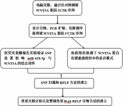 Wnt5a基因作为猪产仔数性状相关检测的分子标记