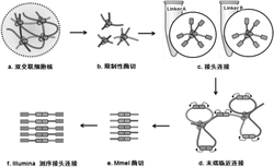 DLO Hi-C染色体构象捕获方法