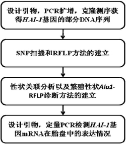 猪初生重性状相关HAI-1基因分子标记的克隆及其应用