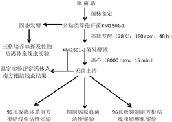 一种多粘类芽胞杆菌KM2501-1及其应用