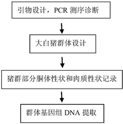 猪屠宰后24小时眼肌pH值相关基因SVEP1的分子标记及其应用