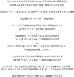 水稻内源双向表达启动子的分离克隆及功能分析