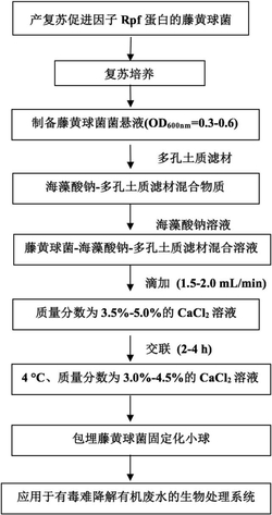 一种藤黄球菌固定化小球的制备方法及其应用