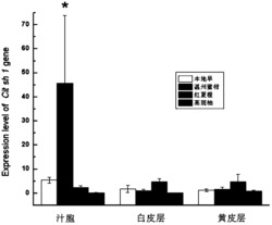 柑橘类植物Cit sh1基因启动子、分子标记及应用