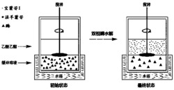 一种双相酶水解获取宝藿苷I的方法