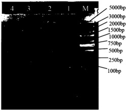 一种毛绒制品的快速分子鉴定方法