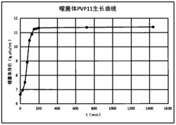 一株用于防治对虾副溶血弧菌病的噬菌体及其扩培方法