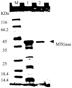 一种MTGase粗酶的纯化方法