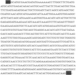 一种抗鱼类IL-1β卵黄抗体及其制备方法