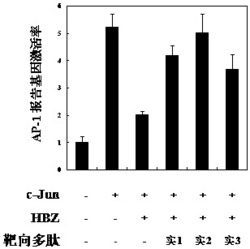 一种成人T细胞白血病的特异性靶向多肽及其应用