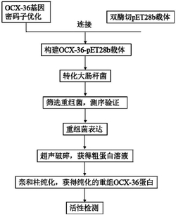 优化的动物蛋白基因OCX-36及其原核表达载体的构建