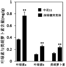 水稻深绿穗基因的应用