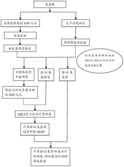 一种确定最佳SNP数量及其通过筛选标记对大黄鱼生产性能进行基因组选择育种的方法