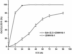 一种莲房固载微生物及其制备方法和应用