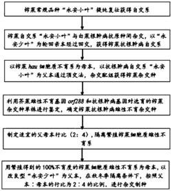 一种抗根肿病榨菜细胞质雄性不育杂种的选育方法