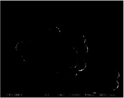 壳聚糖改性Fe3O4纳米粒子及其方法和应用