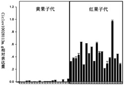 一种与柑橘果皮红黄颜色性状相关的序列及其应用