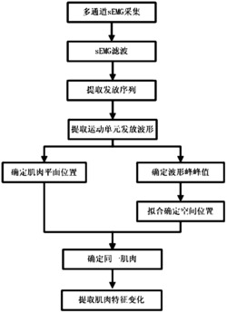 面向康复训练的同一肌肉检测方法