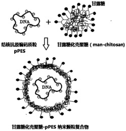 甘露糖化壳聚糖递送系统组装的结核黏膜基因疫苗