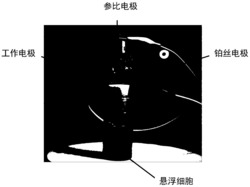 一种检测水体毒性的双信号生物电化学方法