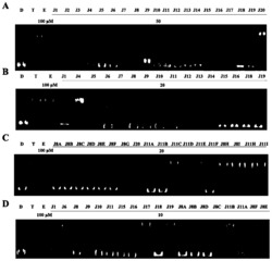 一种苯并咪唑类衍生物、其制备方法及在抗肿瘤中的应用