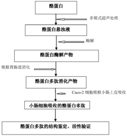 酪蛋白活性肽的超声辅助模拟消化方法及保健食品应用