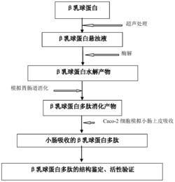 乳球蛋白活性肽的超声辅助模拟消化方法及功能食品应用