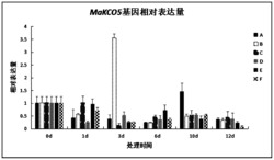 桑树钾离子通道相关基因MaKCO5及其应用