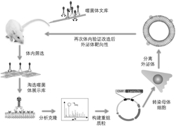 多肽、重组DNA分子、重组载体、外泌体及其应用