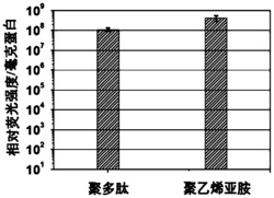 一种两亲性聚多肽基因载体的制备及其应用