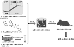 一种缓释外泌体的多肽纳米纤维水凝胶及其制备方法与应用