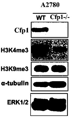 一种CRISPR/Cas9基因编辑方法敲除卵巢癌细胞中CFP1基因的方法