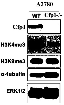 一种CRISPR/Cas9基因编辑方法敲除卵巢癌细胞中CFP1基因的方法