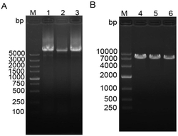 抑制鸡Sirt1基因表达的microRNA及其重组过表质粒以及LMH细胞系