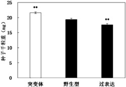 增加拟南芥种子产量的基因及其用途