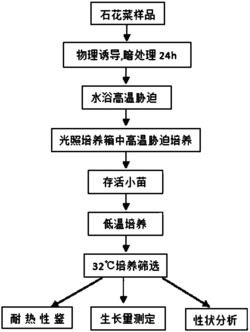 一种耐高温石花菜的培育方法