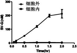 人源OAT1-MRP2-UGT2B7三重稳定转染细胞株及其构建方法