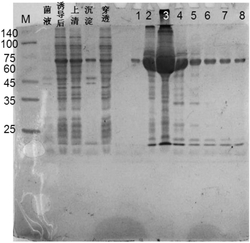 一种小分子作为赖氨酰tRNA合成酶的抑制剂的用途