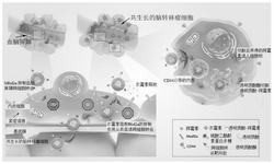 抑制Mfsd2a的载前药脑转移瘤靶向给药系统的制备方法及应用