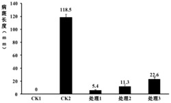 玫瑰轮丝链霉菌Sr-63及其用途