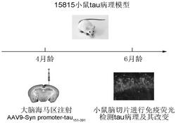 一种阿尔茨海默病小鼠模型的构建方法