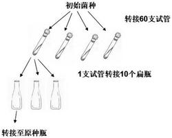 食用菌生产菌种保藏方法及其活化方法