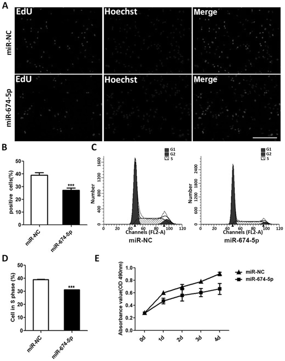 miR-674-5p在制备治疗胶质瘤药物中的应用