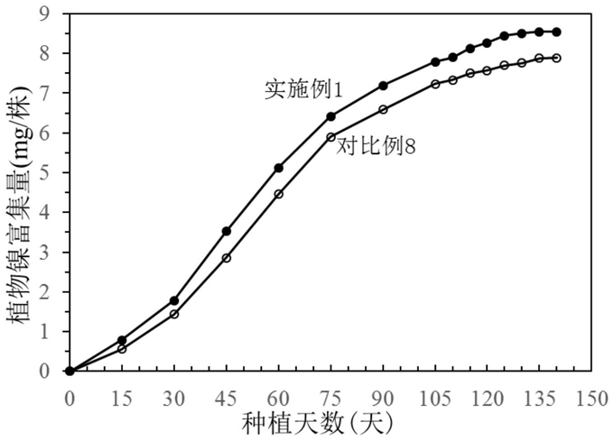 一种低品位镍矿的植物采镍方法