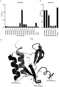 抗HPV16E7蛋白单抗79A11、杂交瘤细胞株及其制备方法和应用