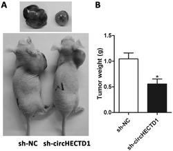 敲降circHECTD1在制备治疗胶质瘤药物中的应用
