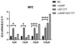 6α-乙基-23(S)-甲基胆酸在制备治疗周围神经脱髓鞘类疾病的药物中的应用