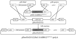 一种突变型GABRG2转基因斑马鱼癫痫模型的构建方法及应用