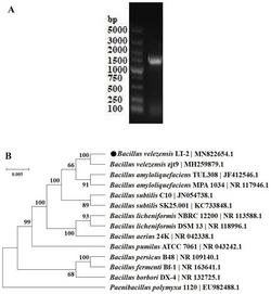 一株贝莱斯芽孢杆菌株及其在合成微生物多糖中的应用